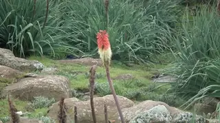Regal Torchlily (Kniphofia caulescens), mature form