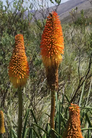 red hot poker (Kniphofia uvaria), bloom