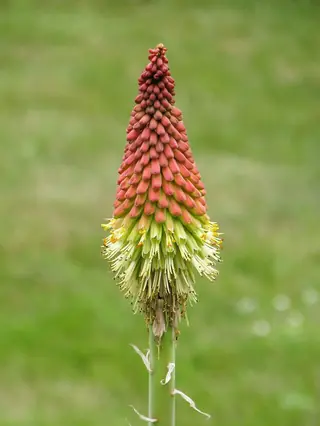 red hot poker (Kniphofia uvaria), habit