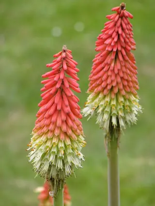 red hot poker (Kniphofia uvaria), fall color