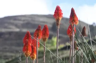 red hot poker (Kniphofia uvaria), mature form