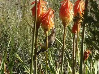 red hot poker (Kniphofia uvaria), foliage