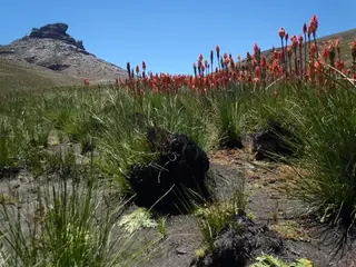 red hot poker