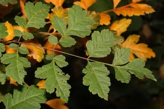 Goldenrain tree (Koelreuteria paniculata), fall color