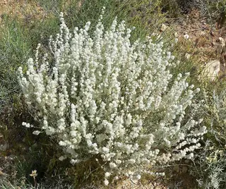 Winterfat (Krascheninnikovia lanata), mature form
