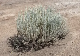 Winterfat (Krascheninnikovia lanata), foliage