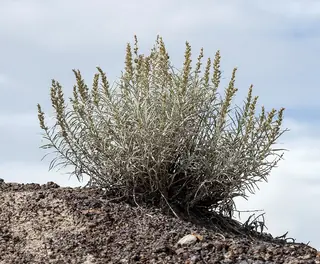 Winterfat (Krascheninnikovia lanata), bloom