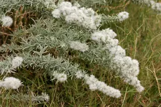 Winterfat (Krascheninnikovia lanata), fall color