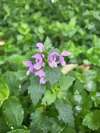 Spotted dead nettle (Lamium maculatum), mature form