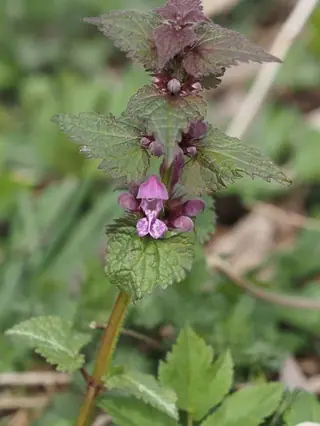 Spotted dead nettle (Lamium maculatum), foliage