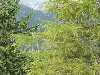 Larch, European Larch