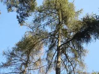 European Larch (Larix decidua), mature form