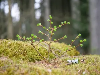 European Larch (Larix decidua), bloom