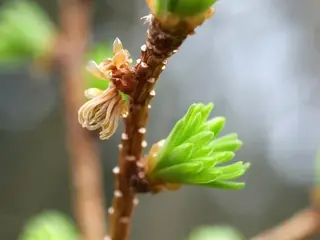 European Larch (Larix decidua), foliage
