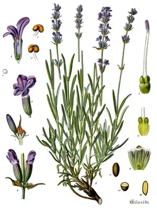 Wee One Dwarf English Lavender (Lavandula angustifolia 'Wee One'), foliage