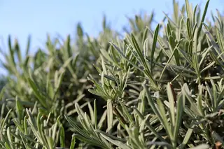 Wee One Dwarf English Lavender (Lavandula angustifolia 'Wee One'), bloom
