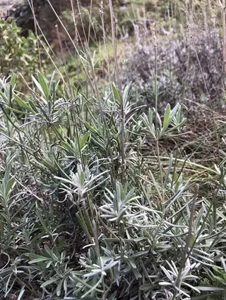 Wee One Dwarf English Lavender