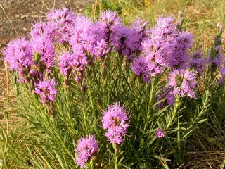 Gayfeather (Liatris punctata), bloom
