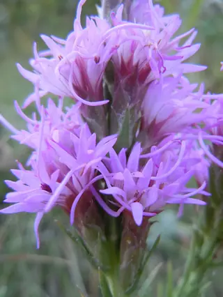 Gayfeather (Liatris punctata), fall color