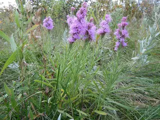 Gayfeather (Liatris punctata), foliage