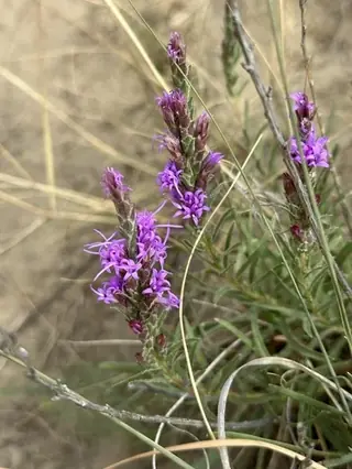 Gayfeather