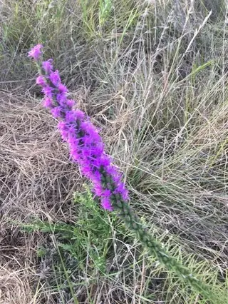 Gayfeather (Liatris punctata), mature form