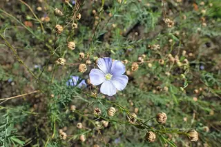 Blue Flax (Linum lewisii), mature form