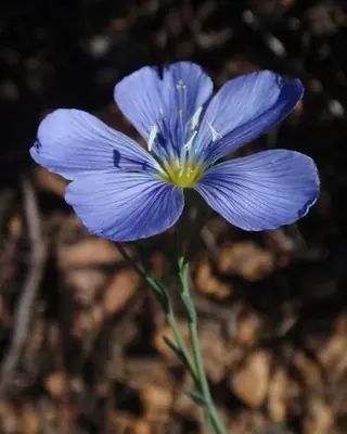 Blue Flax (Linum lewisii), bloom