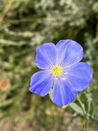 Blue Flax (Linum lewisii), foliage