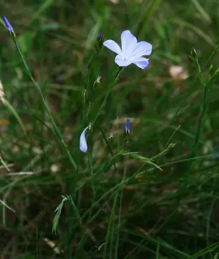 Narbonne Blue Flax (Linum narbonense), foliage