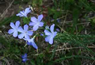 Narbonne Blue Flax (Linum narbonense), mature form