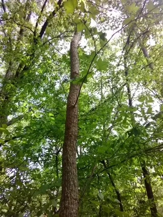 Sweetgum, American Sweetgum