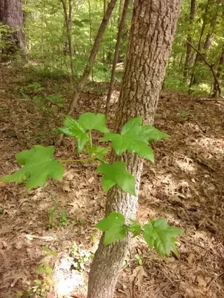 American Sweetgum (Liquidambar styraciflua), mature form