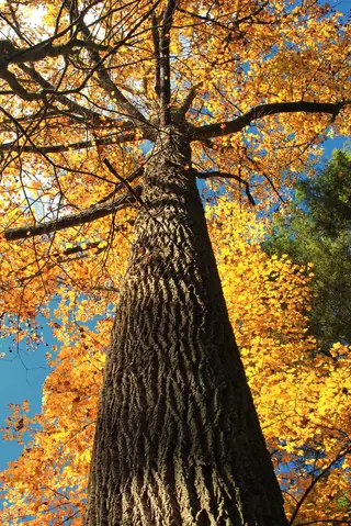 Tuliptree (Liriodendron tulipifera), mature form