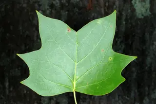 Tuliptree (Liriodendron tulipifera), bloom