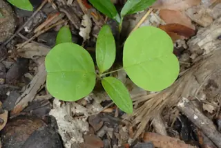 Tuliptree (Liriodendron tulipifera), fall color