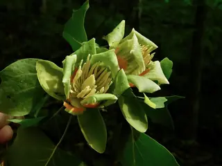 Tuliptree (Liriodendron tulipifera), foliage