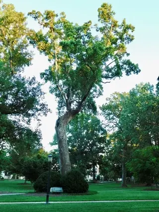 Tuliptree, Tuliptree