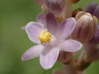 Creeping lilyturf (Liriope spicata), mature form