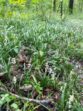 Creeping lilyturf