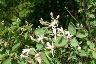 BLUE VELVET® honeysuckle (Lonicera korolkowii 'Floribunda'), bloom