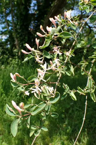 BLUE VELVET® honeysuckle (Lonicera korolkowii 'Floribunda'), habit