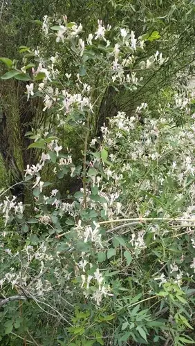 BLUE VELVET® honeysuckle (Lonicera korolkowii 'Floribunda'), mature form