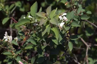 BLUE VELVET® honeysuckle (Lonicera korolkowii 'Floribunda'), foliage