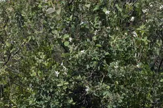 BLUE VELVET® honeysuckle