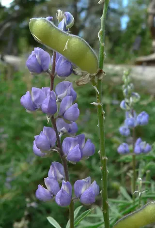 silvery lupine (Lupinus argenteus), habit