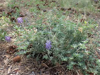 silvery lupine (Lupinus argenteus), mature form