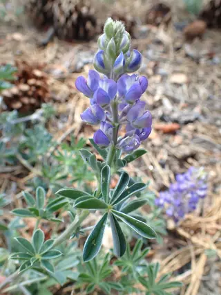 silvery lupine (Lupinus argenteus), bloom