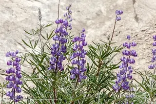silvery lupine