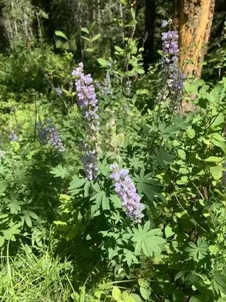 silvery lupine (Lupinus argenteus), foliage